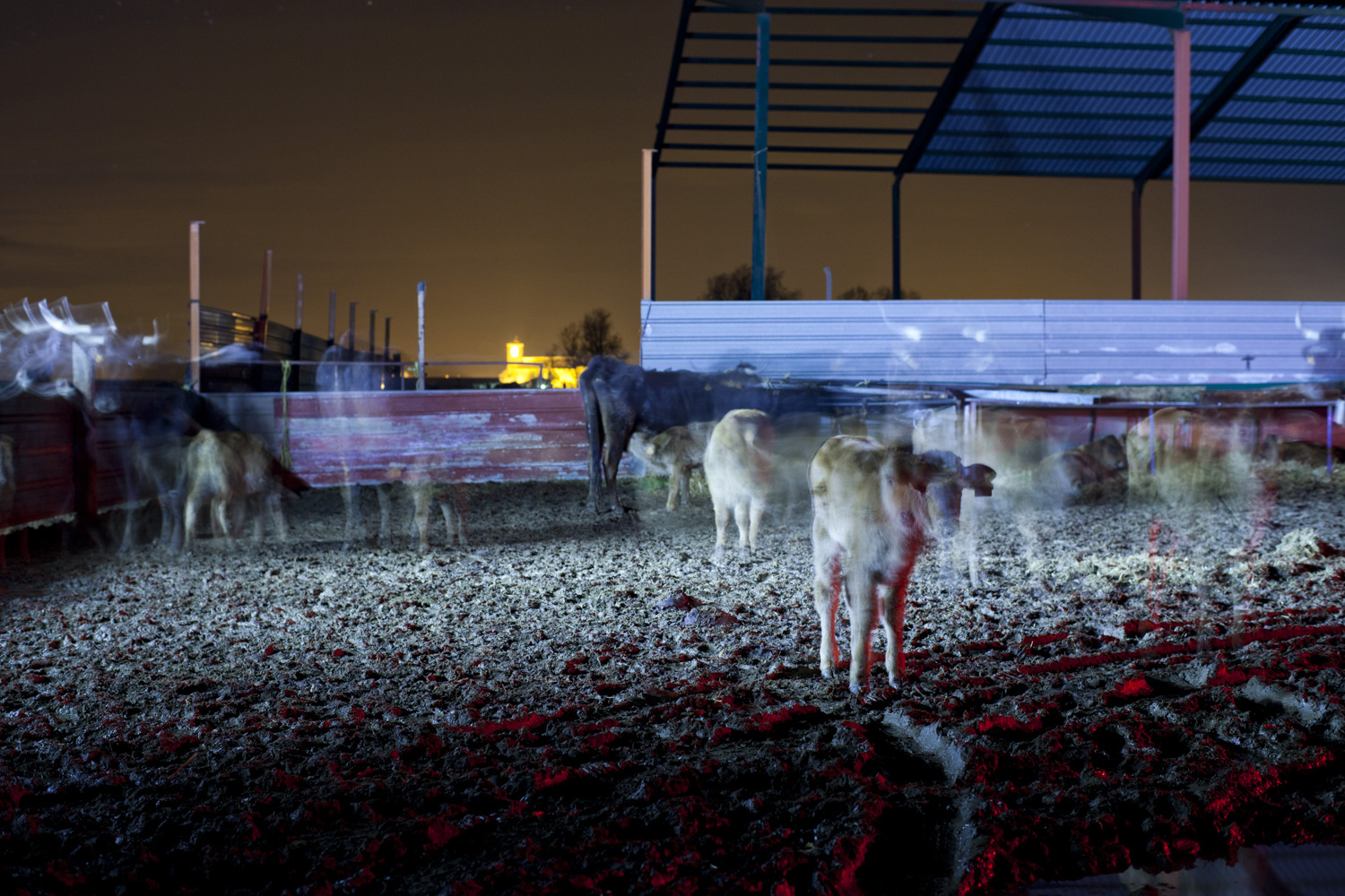 Bulls in the night photograph by Victor Hugo Martin